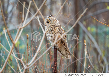 Long-eared owl (Asio otus), looking forward with wide opened eyes 128655938
