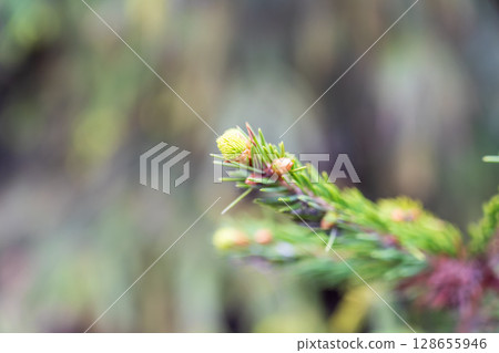 Closeup of fir branches with young buds. Spring nature concept. Fir branches with fresh shoots 128655946