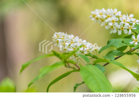 White flowers blooming bird cherry. Close-up of a Flowering Prunus padus Tree with White Little Blossoms 128655956