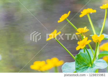 Yellow flowers of Caltha palustris, known as marsh-marigold and kingcup. 128655961