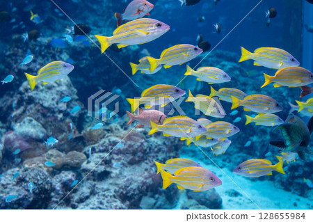 沖繩古宇利島附近的水下表演 沖繩古宇利島附近的水下表演 128655984