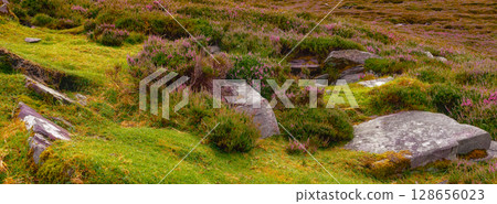 Grassy hillside shows heather in bloom among various rocks along the Coomloughra Horseshoe trail. Moss grows near the rocks, giving the landscape a soft look. 128656023