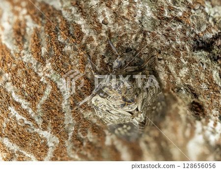 A cicada sucking the sap of a Zelkova tree 128656056