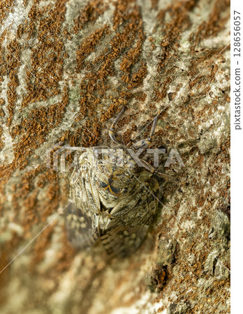 A cicada sucking the sap of a Zelkova tree 128656057
