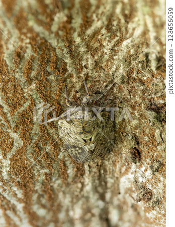 A cicada sucking the sap of a Zelkova tree 128656059