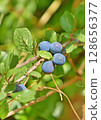 Sloe berries growing on blackthorn bush 128656377