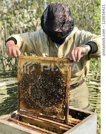 An unknown beekeeper in a black mosquito mask opens a hive containing a queen bee and bees. A bee frame in the hands of a man at an apiary in the summer. The concept of beekeeping An unknown beekeeper in a black mosquito mask opens a hive containing a queen bee and bees. A bee frame in the hands of a man at an apiary in the summer. The concept of beekeeping 128656421