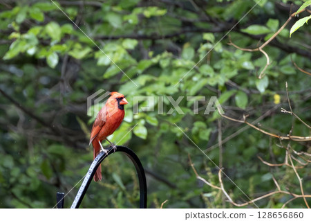 A view of a red  Northern Cardinal (Cardinalis cardinalis) 128656860