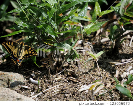 高山地帶的燕尾蝶 高山地帶的燕尾蝶 128656973