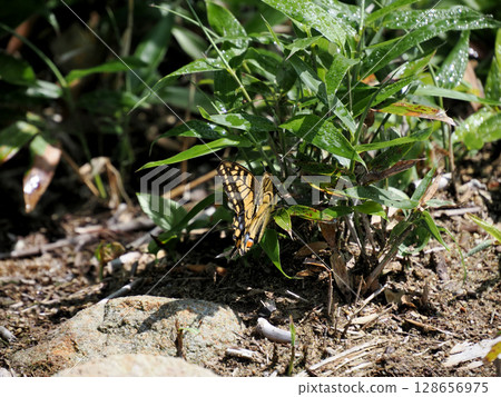 高山地帶的燕尾蝶 128656975