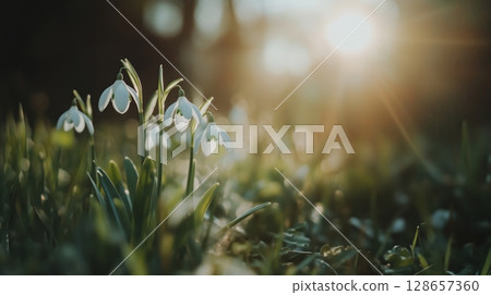 Close up of snowdrop flower 128657360