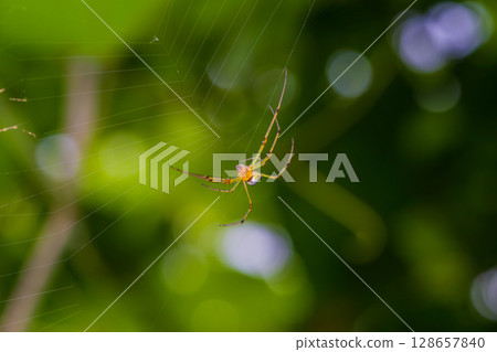 一隻銀蜘蛛結網等待獵物 128657840