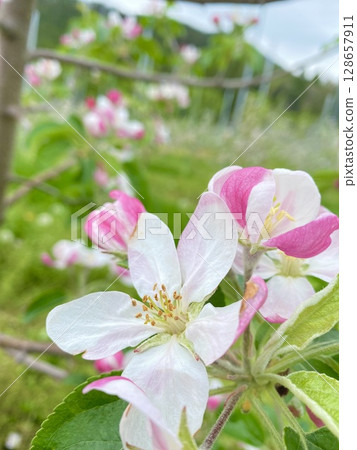 Apple flower 128657911