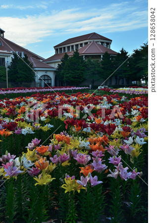 埼玉縣深谷市的Aqua Paradise Patio,早晨美麗的百合花盛開 埼玉縣深谷市的Aqua Paradise Patio,早晨美麗的百合花盛開 128658042