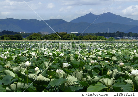 浪漫的茨城（眺望筑波山的廣闊蓮田，日本最大的蓮藕產地）土浦市霞浦湖 128658151