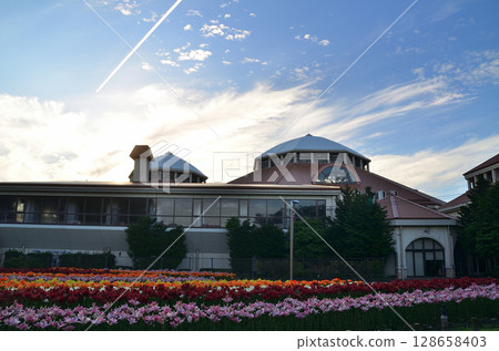 Beautiful lilies blooming in the morning at Aqua Paradise Patio in Fukaya, Saitama Prefecture 128658403