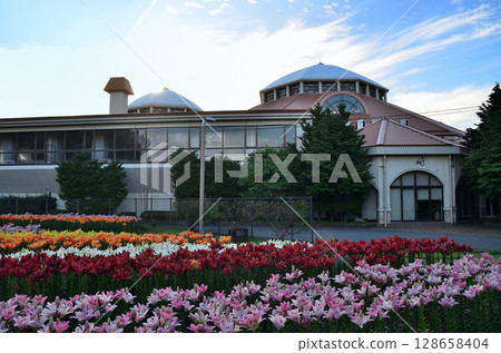Beautiful lilies blooming in the morning at Aqua Paradise Patio in Fukaya, Saitama Prefecture 128658404