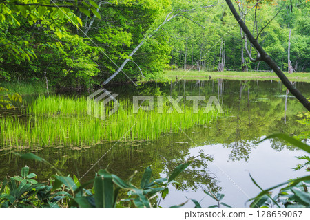 [Ichinose Garden] Azami Pond [Norikura Plateau] 128659067
