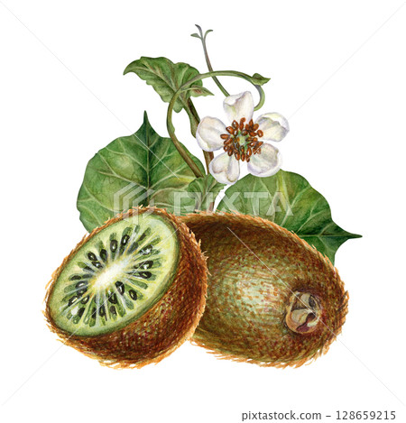 Large whole kiwi fruits with brown skin, half of kiwi with white flowers, green leaf. Watercolor hand drawn botanical clipart of ripe kiwi for design of juice, cocktail, jam, drink, food, vegetarian Large whole kiwi fruits with brown skin, half of kiwi with white flowers, green leaf. Watercolor hand drawn botanical clipart of ripe kiwi for design of juice, cocktail, jam, drink, food, vegetarian 128659215