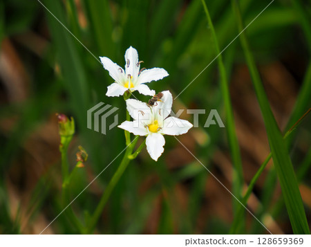 [日本的高山植物] 岩銀杏（Iwaichou） 128659369
