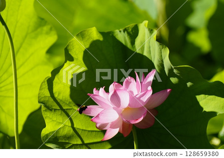 Pink lotus flower and carpenter bee Pink lotus flower and carpenter bee 128659380