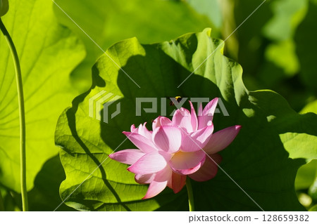 Pink lotus flower and carpenter bee Pink lotus flower and carpenter bee 128659382