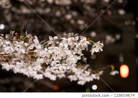 櫻花在晚上在神奈川縣阿蘇河 128659674