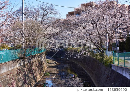 Kawasaki City, Kanagawa Prefecture Cherry blossom trees along the Aso River 128659690