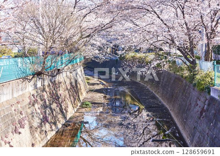 神奈川縣川崎市阿蘇川沿岸的櫻花樹 128659691