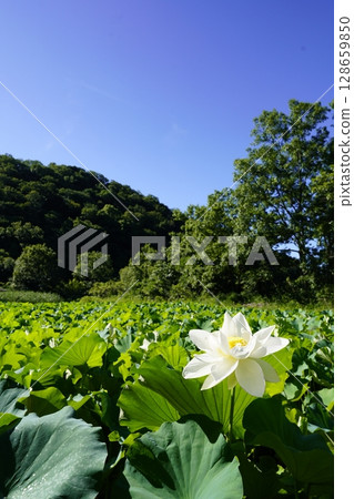 White lotus flower against the blue sky White lotus flower against the blue sky 128659850