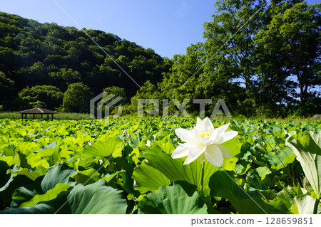 White lotus flower against the blue sky 128659851