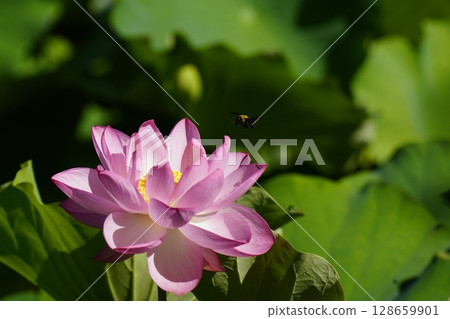 Pink lotus flower with carpenter bees flying around it 128659901
