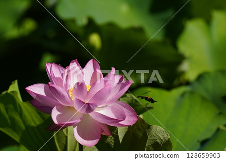 Pink lotus flower with carpenter bees flying around it 128659903