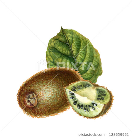 Kiwi with brown skin, cut quarter of kiwi fruit with green flesh, seeds and green leaves. Watercolor drawn botanical clipart of ripe kiwi for interior decoration, labels of jams, drinks, food, dessert Kiwi with brown skin, cut quarter of kiwi fruit with green flesh, seeds and green leaves. Watercolor drawn botanical clipart of ripe kiwi for interior decoration, labels of jams, drinks, food, dessert 128659961