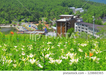 金合歡和花山 128660365