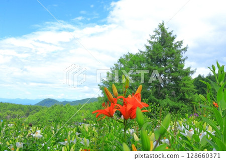 Golden acacia and flower hill Golden acacia and flower hill 128660371