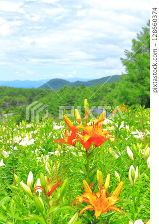Golden acacia and flower hill Golden acacia and flower hill 128660374