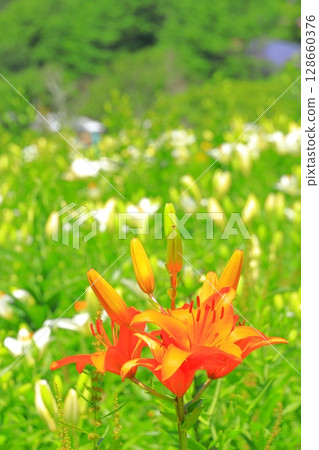 Golden acacia and flower hill 128660376