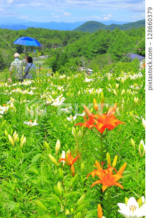 金合歡和花山 金合歡和花山 128660379