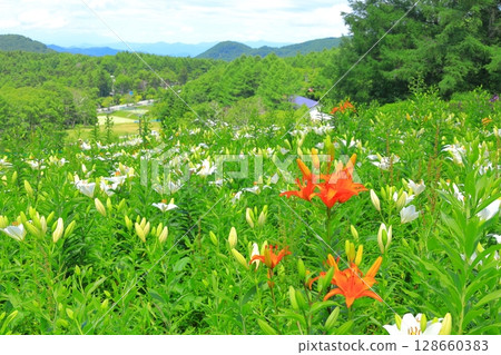 金合歡和花山 金合歡和花山 128660383