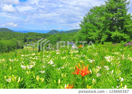 Golden acacia and flower hill 128660387