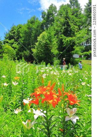 金合歡和花山 128660391