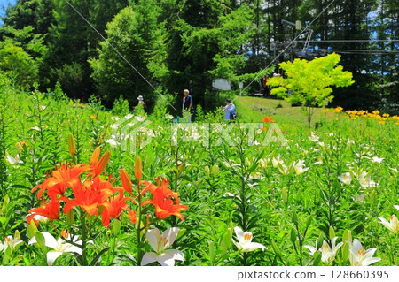金合歡和花山 金合歡和花山 128660395