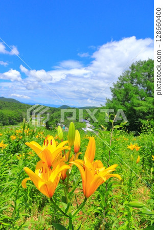 金合歡和花山 金合歡和花山 128660400