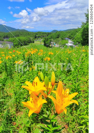 Golden acacia and flower hill Golden acacia and flower hill 128660404