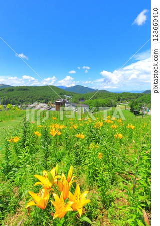 Golden acacia and flower hill Golden acacia and flower hill 128660410