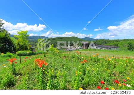 Golden acacia and flower hill Golden acacia and flower hill 128660423