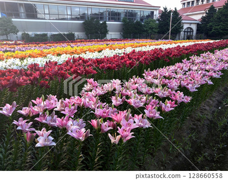 埼玉縣深谷市的Aqua Paradise Patio，早晨美麗的百合花盛開 128660558