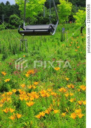 Golden Acacia and Flower Hill Observation Lift Golden Acacia and Flower Hill Observation Lift 128660636