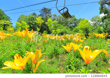 Golden Acacia and Flower Hill Observation Lift 128660645